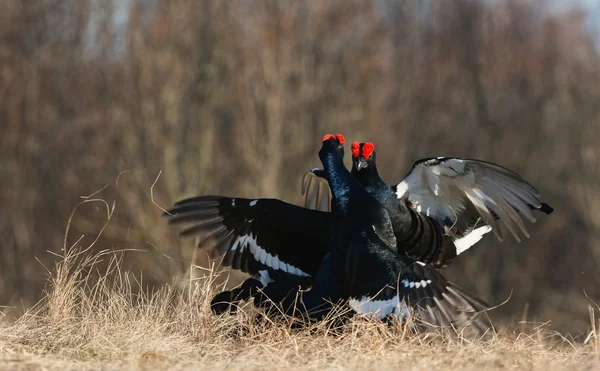 Lupta cu Black Grouse — Fotografie, imagine de stoc