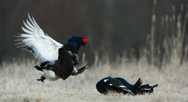 Lucha contra el urogallo negro — Foto de Stock