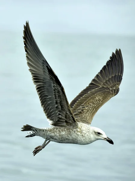 Flying kelp gull (Larus dominicanus) — Stock Photo, Image