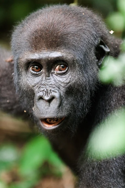 Portret van een westelijke Lowland Gorilla (Gorilla Gorilla Gorilla)) — Stockfoto