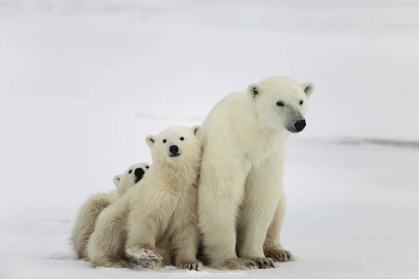 Polar dişi ayı yavruları ile. Stok Fotoğraf