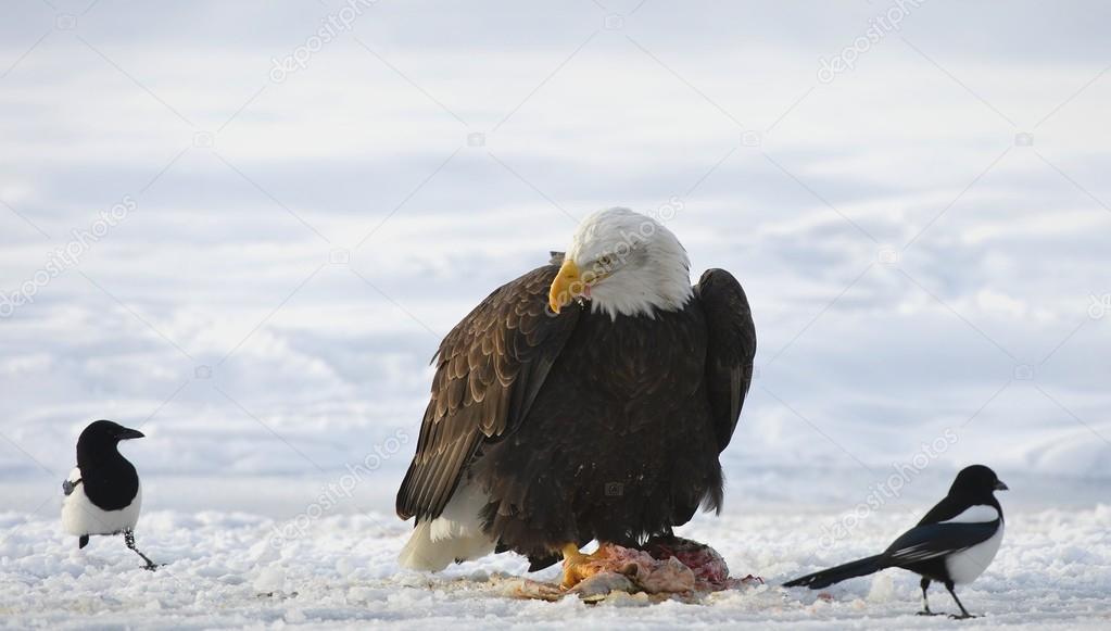 The Bald eagle  ( Haliaeetus leucocephalus )