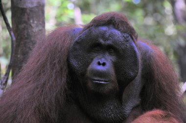 yetişkin erkek orangutanın.