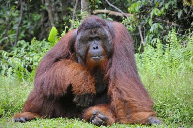 yetişkin erkek orangutanın.