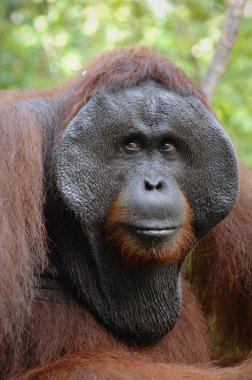 The adult male of the Orangutan. clipart