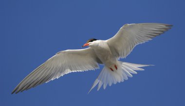 Bayağı sumru (Sterna Hirundo) uçuş.