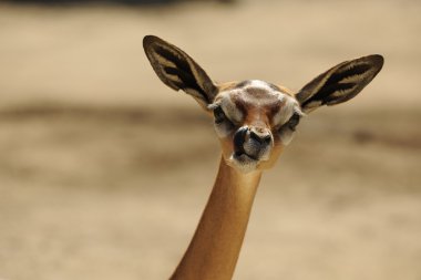 Gerenuk
