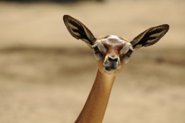 Gerenuk kadın portre