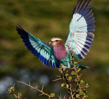 Lilac-breasted Roller with catch. clipart