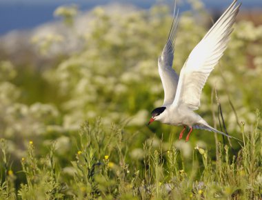 Uçuşta sık rastlanan bir durum.