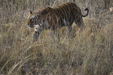 Bengal kaplanı yürümek