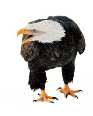 bald eagle portresi kapatmak