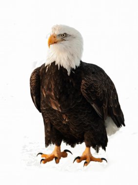 bald eagle portresi kapatmak