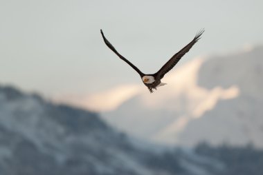 Kartal Dağların üzerinden uçan.