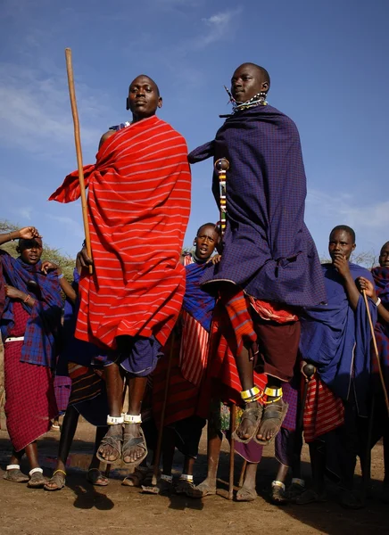 Masai guerreiro dança . — Fotografia de Stock