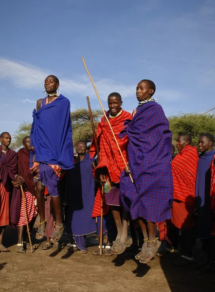 Masai savaşçı dans. — Stok fotoğraf