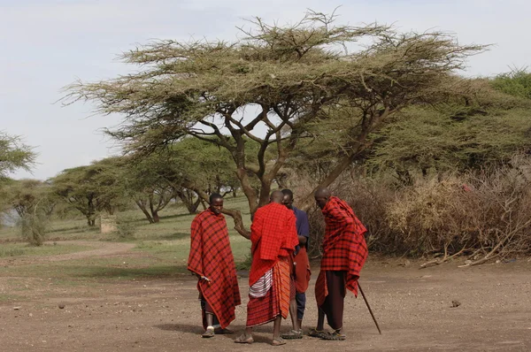 Un ritratto di gruppo uomini maasai . — Foto Stock