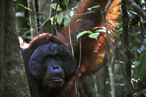 Het volwassen mannetje van de orang-oetan. — Stockfoto