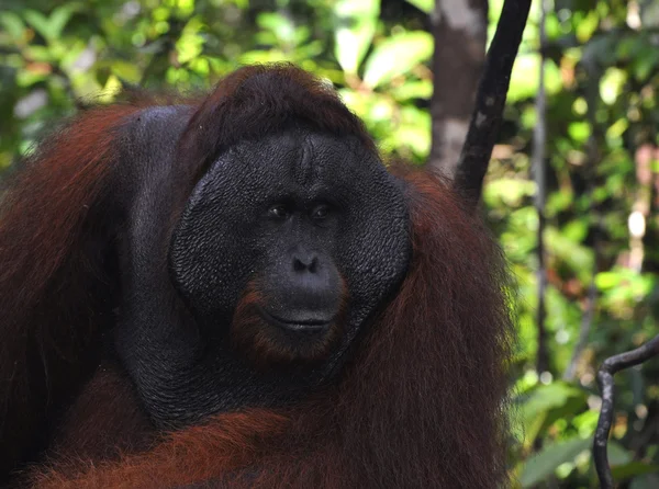 The adult male of the Orangutan. — Stock Photo, Image