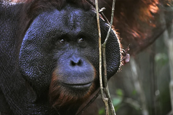 El macho adulto del orangután . — Foto de Stock