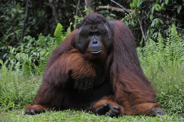 El macho adulto del orangután . — Foto de Stock