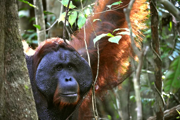 Dorosły samiec orangutan. — Zdjęcie stockowe