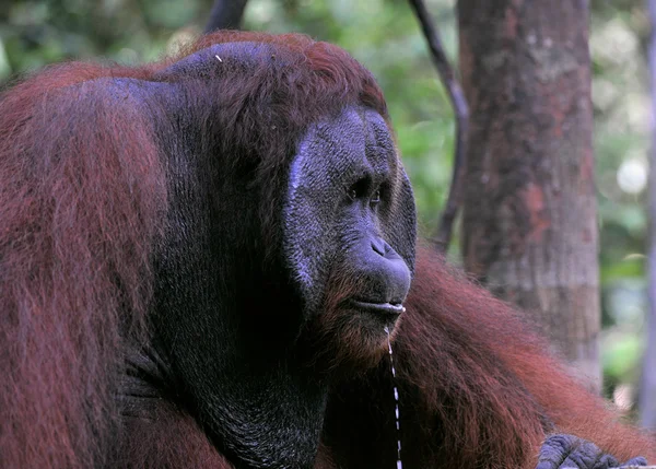 Portrait of the adult male of the orangutan — Stock Photo, Image