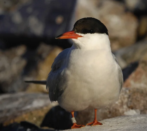 Fisktärna på nära håll — Stockfoto