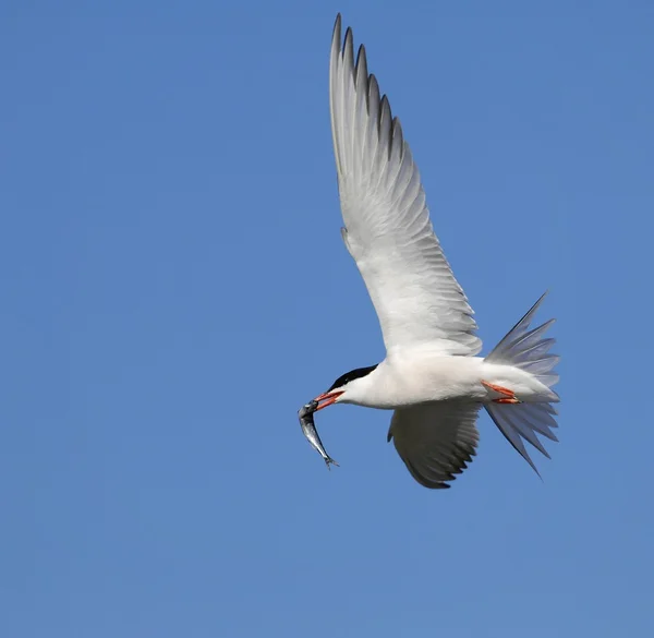 Common tern in flight with fish. — Stock Photo, Image