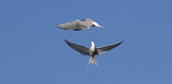 Común Tern lucha en el aire — Foto de Stock