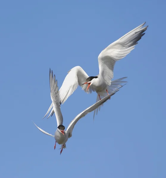 Comune Tern lotta in aria — Foto Stock