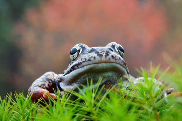 Retrato de rana común — Foto de Stock
