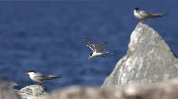 Κοινή στέρνα (στέρνα hirundo) κατά την πτήση. — Φωτογραφία Αρχείου