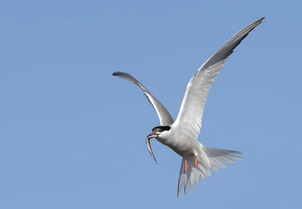 Fisktärna med fisk i flyg. — Stockfoto