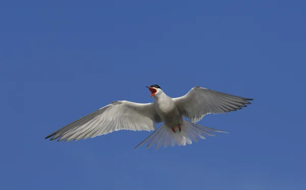 Common Tern (Sterna Hirundo)  in flight. — Stock Photo, Image