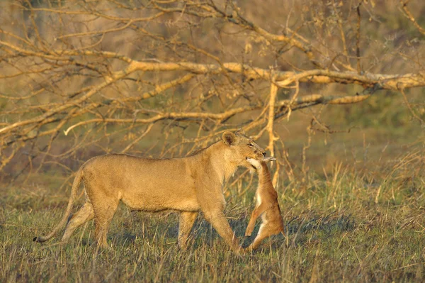 Una leona con presa de antílope recién nacida — Foto de Stock