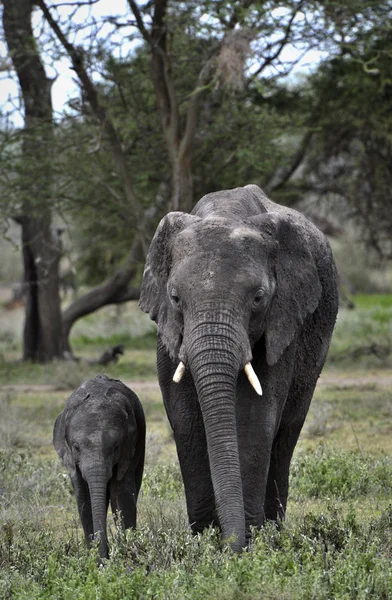 Elefante e bambino all'aperto — Foto Stock