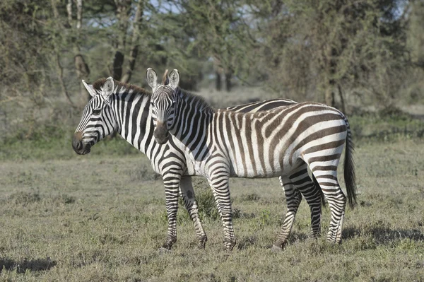 Wild zebras in Africa. — Stock Photo, Image