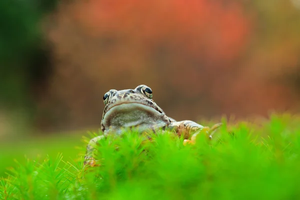 Portrait de grenouille commune — Photo