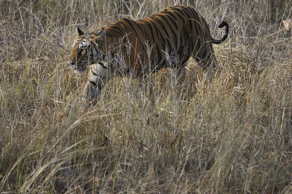 La marche du tigre du Bengale — Photo