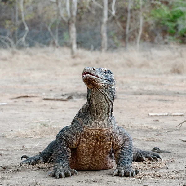 O dragão de Komodo, Varanus komodoensis — Fotografia de Stock
