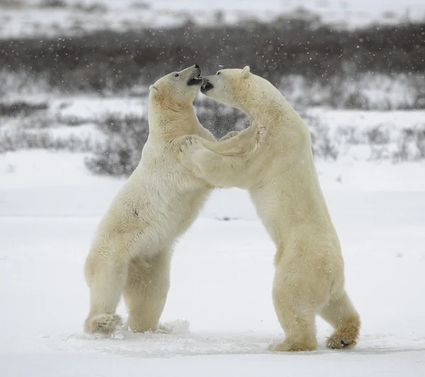 Lucha contra osos polares . — Foto de Stock