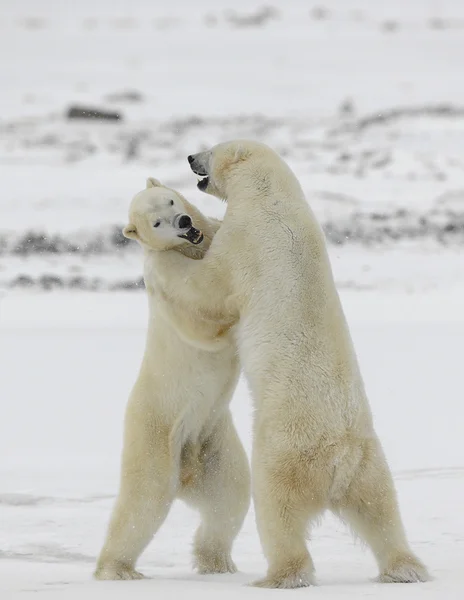 Lutter contre les ours polaires . — Photo