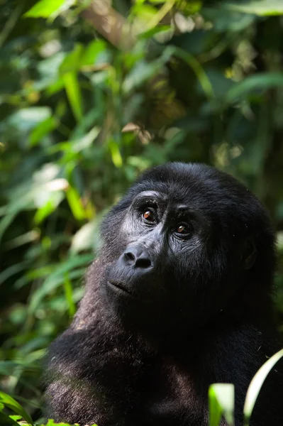 Portrait of a mountain gorilla — Stock Photo, Image
