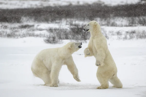 Fighting isbjörnar. — Stockfoto