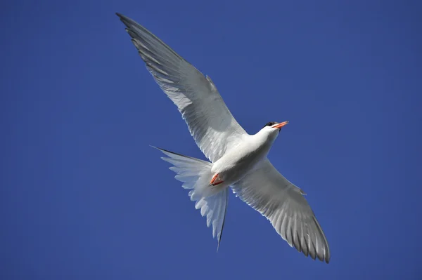 Tern flight in sky — Stock Photo, Image