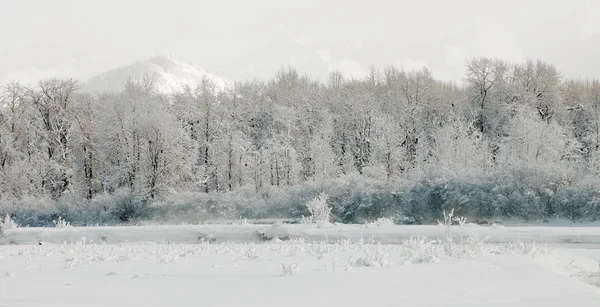 Зимівлі chilkat Долина — стокове фото