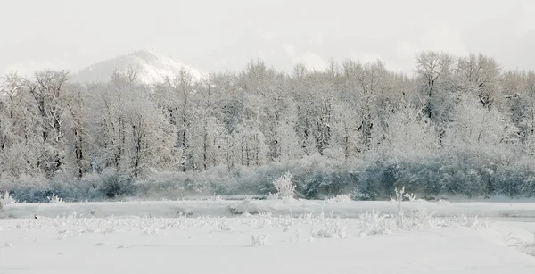 Überwinterung des Chilkat-Tals — Stockfoto