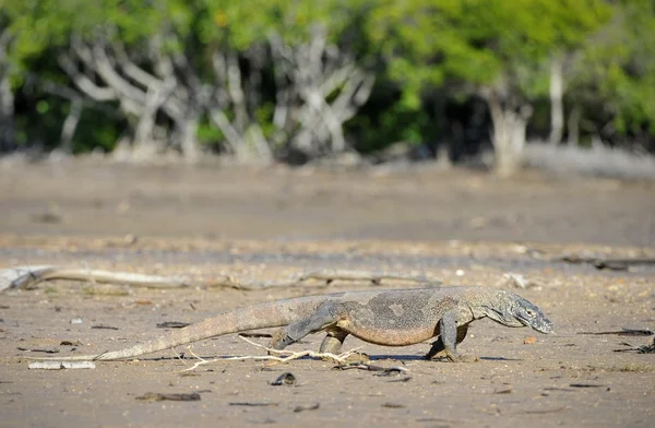 Waran z Komodo (Varanus komodoensis) — Zdjęcie stockowe