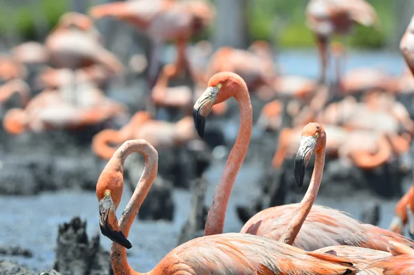 Flamingos caribenhos . — Fotografia de Stock